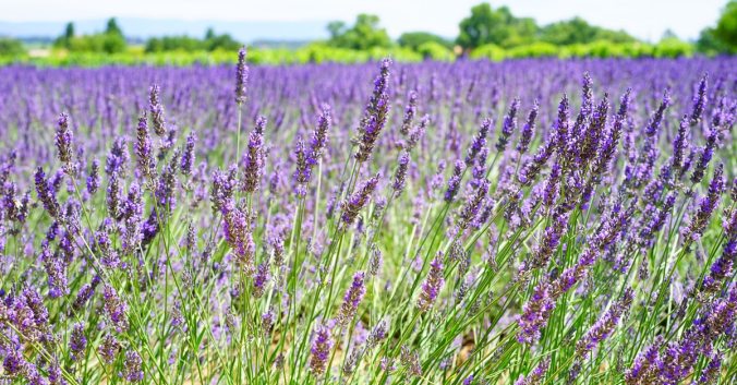 lavender-flowers-blue-flowers-purple-159303