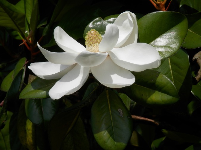 southern-magnolia-775528_1920