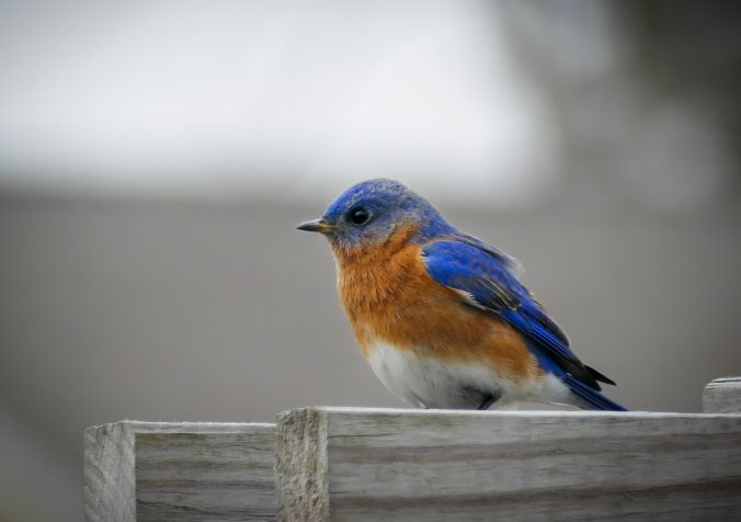 bird-blue-bluebird-1137419
