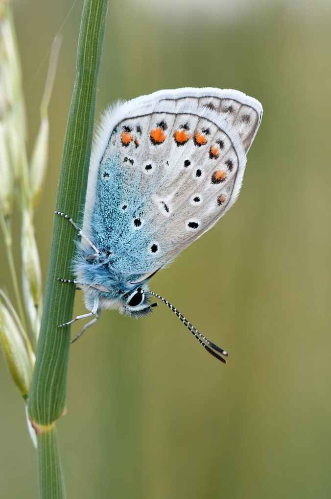 white brown black and blue butterfly standing in green plant