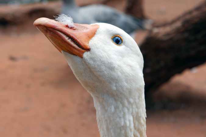 photo of white goose